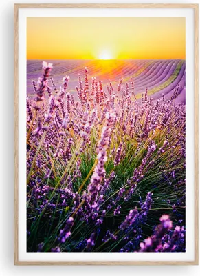 Produktbild von Gerahmtes Poster - Rahmen in heller Eiche - Feld Lavendel Sonne - 70x100 cm - Wand Bild - Wanddeko - Wandbilder - Kunstposter - Wandposter - Bilderrahmen - Bilder - Kunstdruck - P2NPA70x100-4703