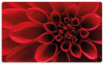 Produktbild von Wallario Frühstücksbrettchen aus Glas, je 14 x 23 cm, mit rutschfesten Füßen, Motiv Rote Dahlienblüte in Nahaufnahme