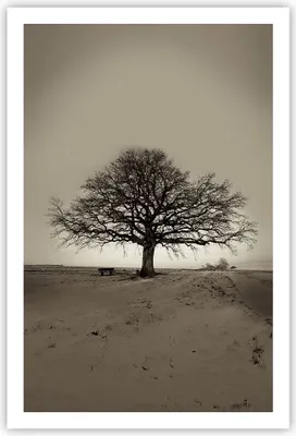Produktbild von Poster - Poster ohne Rahmen - Baum Schnee Sepia - 61x91,5 cm - Wand Bild - Wanddeko - Wandbilder - Kunstposter - Wandposter - Bilder - Kunstdruck - Wanddekoration - Wandbild - P2XPA61x91-4161