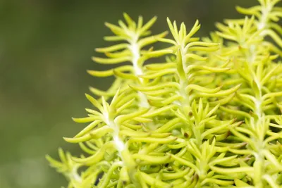 Produktbild von Sedum reflexum, Tripmadam, ca. 9x9 cm Topf, sukkulent
