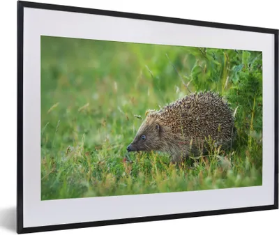 Produktbild von MuchoWow® Gerahmtes Poster Igel steht im Gras 60x40 cm - Poster mit Schwarzem Bilderrahmen Wandposter Rahmen Foto Bilder - Schlafzimmer - Plakat in Rahmen - Drucken