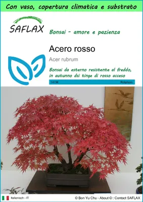 Immagine prodotto di SAFLAX Garden to go - Acero rosso  - 20 semi - Acer