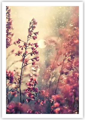 Produktbild von Poster - Poster ohne Rahmen - Blumen Regen Licht - 70x100 cm - Wand Bild - Wanddeko - Wandbilder - Kunstposter - Wandposter - Bilder - Kunstdruck - Wanddekoration - Wandbild - P2XPA70x100-4218
