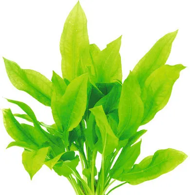 Produktbild von Große Amazonas Schwertpflanze - Echinodorus grisebachii ´Bleherae´