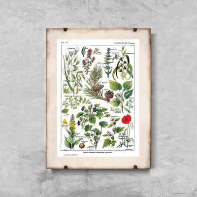 Produktbild von Poster - Canvas - Leinwand - 42 cm x 59,4 cm - Botanik Pflanzen