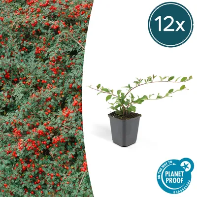 Produktbild von Bodendecker - Kriechmispel - Teppichmispel - Cotoneaster dammeri 'Major' - 9cm Topf - Set mit 12 Pflanzen