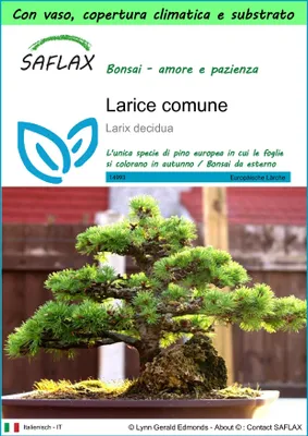 Immagine prodotto di SAFLAX Garden to go - Larice comune - 75 semi - Larix