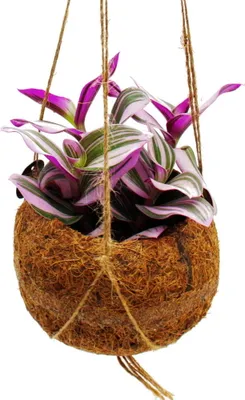 Immagine prodotto di Kokodama Tradescantia "Nanouk" strega dell'acqua a tre fiori maestri in vaso di cocodama da appendere 13 cm ca
