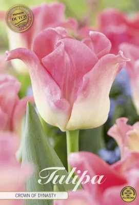 Artikelbild 2 von 'Tulpe Crown of Dynasty (7 Stück)' aus der Kategorie Tulpenzwiebeln