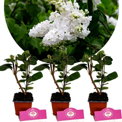 Obrázok produktu pre Sada 3 šeříkov - Syringa vulgaris "Miss Ellen Willmott" - výška 25 cm - kvetináč 9 cm