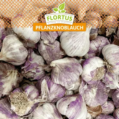 Artikelbild 5 von 'XXL Winterpflanzknoblauch Germidour' aus der Kategorie Winterpflanzknoblauch