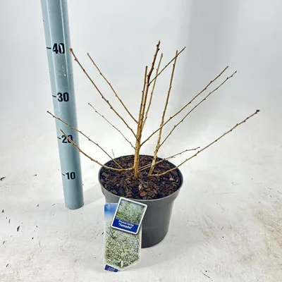 Image de Prunus incisa 'Yamadei' - Cerisier ornemental | 30-40 cm en pot