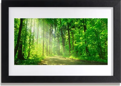 Produktbild von Bild 30x20 MDF-Rahmen Wandkunst Waldweg Bäume Natur