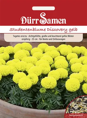 Produktbild von Dürr-Samen - Studentenblumen Discovery gelb einjährig 25 cm - Saatgut - 4211