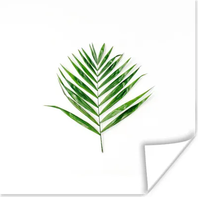 Produktbild von MuchoWow® Poster Tropisch - Blatt - Grün 50x50 cm - Wohnzimmerdekoration