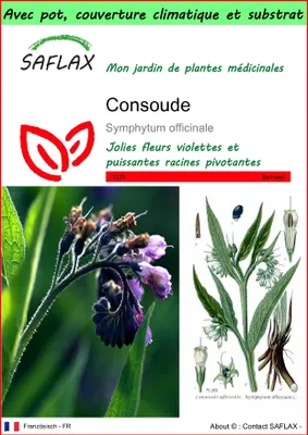 Image de SAFLAX Garden to go - Consoude - 15 graines - Symphytum