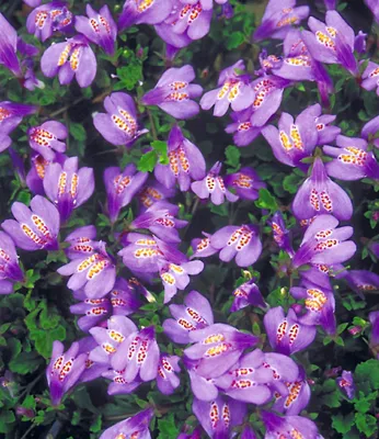 Produktbild von BALDUR Garten 3x Winterharter Bodendecker 'Mazus Reptans', Pflanzen im 9x9 cm-Topf, Lippenmäulchen, Himalaya Löwenmäulchen, winterharte Staude, mehrjährig, pflegeleicht, Wasserbedarf gering, blühend