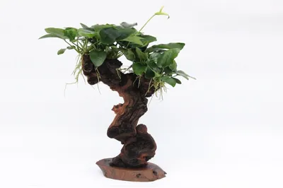Produktbild von Mbuna mittel mit A 21.0 Aquariumpflanze