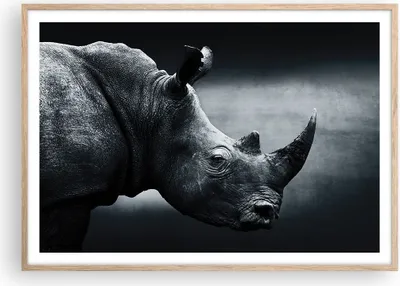 Produktbild von Gerahmtes Poster - Rahmen in heller Eiche - Nashorn Schwarzweiß Porträt - 100x70 cm - Wand Bild - Wanddeko - Wandbilder - Wandposter - Bilderrahmen - Bilder - Kunstdruck - Wandbild - P2NAA100x70-4347