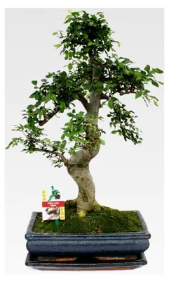 Produktbild von Bonsai - Ulmus parviflora - ca. 12-15 Jahre - 30 cm Schale - Geschenkset mit Dünger und Schere