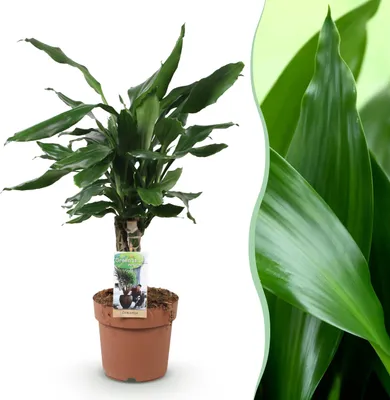 Image de Green boutiQ - Plantes d'intérieur - Dracaena fragrans Steudneri - Dragonnier - Peu d'entretien - Vert - 1 Plante - Pot 17cm - Hauteur 50-55cm