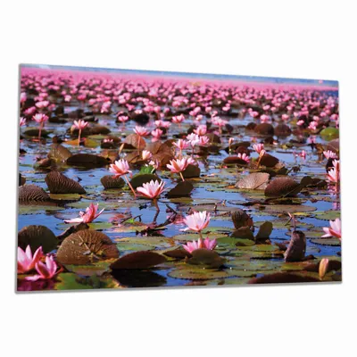 Produktbild von Wallario Herdabdeckplatte aus Glas, Größe 80 x 52 cm 1-teilig, Motiv Seerosenlandschaft mit rosa Blüten