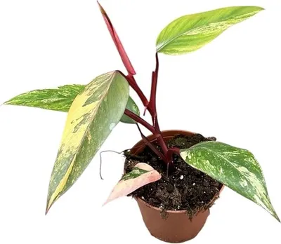 Obrázek produktu pro Gardners Philodendron Strawberry Shake, průměr 14 cm