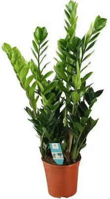 Zdjęcie produktu dla Roslina doniczkowa Zamioculcas „Glücksfeder” - srednica 21cm, wysokosc 75cm