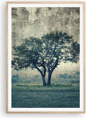 Produktbild von Gerahmtes Poster - Rahmen in heller Eiche - Baum Natur Feld - 70x100 cm - Wand Bild - Wanddeko - Wandbilder - Wandposter - Bilderrahmen - Bilder - Kunstdruck - Wandbild - P2NPA70x100-3627