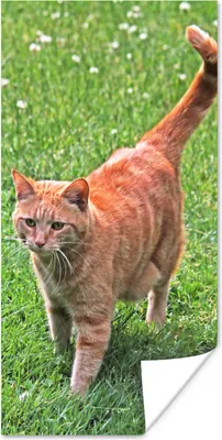 Produktbild von MuchoWow® Poster Katze - Rot - Katze - Mädchen - Kinder - Jungen - Kind 80x160 cm - Kinderzimmer