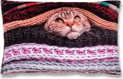 Produktbild von Kissenhülle Fotodruck 2er Pack, Katze 40x60cm