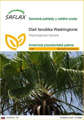 Obrázok produktu pre SAFLAX - Dlaň fanúšika Washingtonie - Washingtonia robusta - 12 Semená
