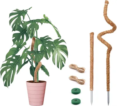 Produktbild von Biegsame Moosstäbe für Pflanzen - Pflanzenstützen für Monstera - Handgefertigte Kokosstäbe Pflanzenunterstützung - Kletterpflanzen - Set von 2