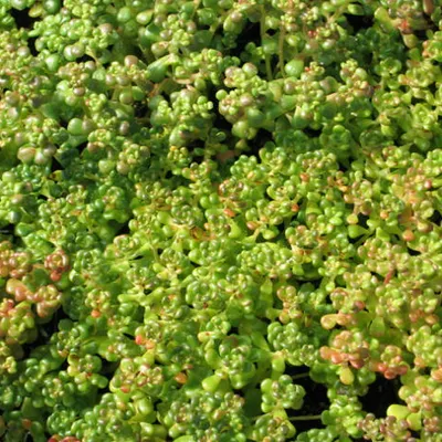 Obrázok produktu pre 6 x oregonský greaseleaf - Sedum oreganum | Kvetináč 9cm x 9cm