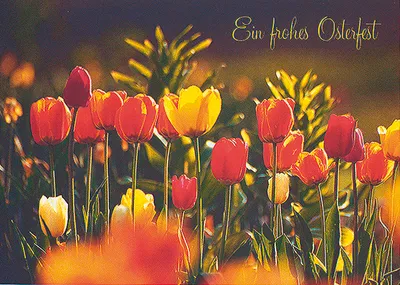 Produktbild von Ostern - Glückwunschkarte im Format 11,5 x 17 cm mit Briefumschlag