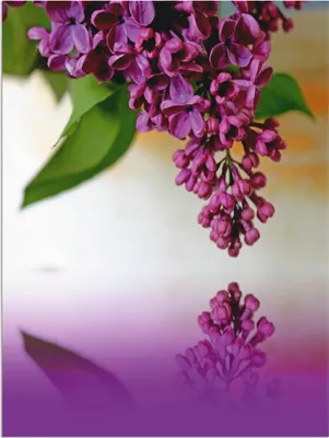 Produktbild von ARTland Wandbild Alu für Innen & Outdoor Flieder Größe: 30x40 cm