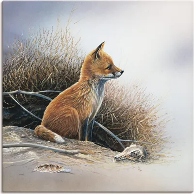 Produktbild von ARTland Leinwandbild Kleiner Fuchs Größe: 30x30 cm