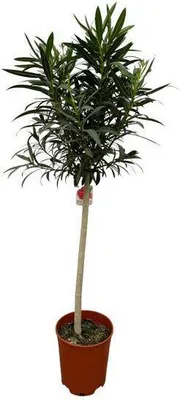Obrázok produktu pre Nerium oleander na stonke s ružovým kvetom - ružový vavrín - ↕190 cm - Ø31cm