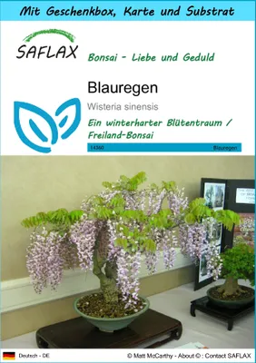 Produktbild von SAFLAX Geschenk Set - Blauregen - Wisteria sinensis - 4 Samen - Mit Geschenkbox, Versandaufkleber, Geschenkkarte und Anzuchtsubstrat