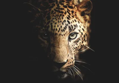 Obrázek produktu pro STYLER Skleněná obrazová kompozice LEOPARD GL246, 70x100 cm. Obraz na skle s motivem leoparda, vysoký lesk. Vhodné do obývacího pokoje, kanceláře, moderní dekorace na zeď. Designový produkt