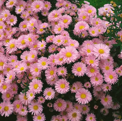 Produktbild von Aster novi-belgii 'Patricia Ballard', Herbstaster, rosa, ca. 9x9 cm Topf