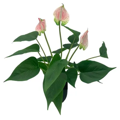 Image de Fleurs artificielles en pot, anthurium, bonsaï artificiel, plante verte tropicale, pour l'intérieur et l'extérieur, maison, jardin, bureau, véranda, décoration de mariage, rose, 40 cm