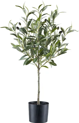 Produktbild von Olivenstämmchen FLOWERS