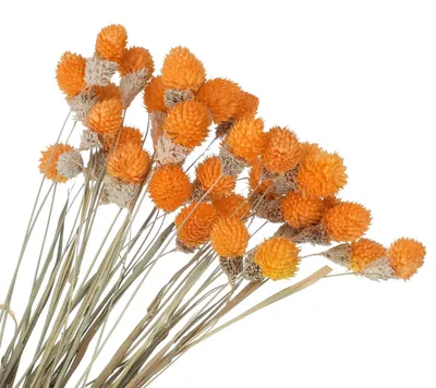 Productafbeelding van 30 gedroogde dennenappels voor bruiloften en decoratie