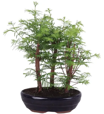 Produktbild von Outdoor Bonsai Urweltmammutbaum (Metasequoia) ca. 30 cm – winterhart, pflegeleicht, Mini Baum für Garten, Balkon & Terrasse