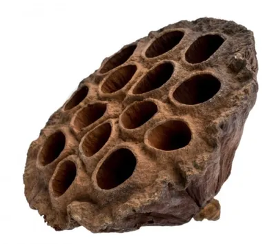 Produktbild von Lotos Kolben Groß in Natur, Größe ca. 8-10 cm | Nelumbo nucifera