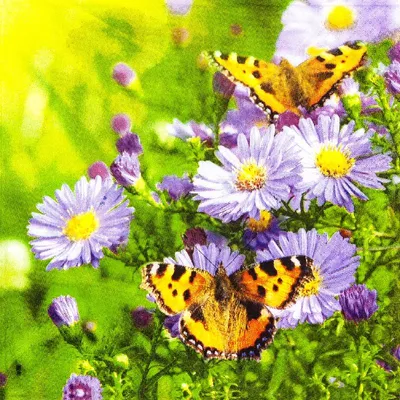 Produktbild von 20 Servietten Butterflies on Aster - Schmetterlinge auf Astern 33x33cm