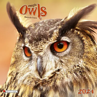 Produktbild von Magic Owls 2024