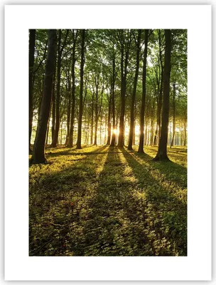 Produktbild von Poster - Poster ohne Rahmen - Wald grün Sonnenstrahlen Natur - 30x40 cm - Wand Bild - Wanddeko - Wandbilder - Kunstposter - Wandposter - Bilder - Kunstdruck - Wandbild - P2XPA30x40-2510