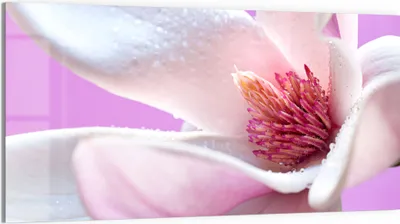 Produktbild von DEQORI Glasbild Echtglas 100x50 cm 'Magnolienblüte' Wandbild Bild modern Deko
